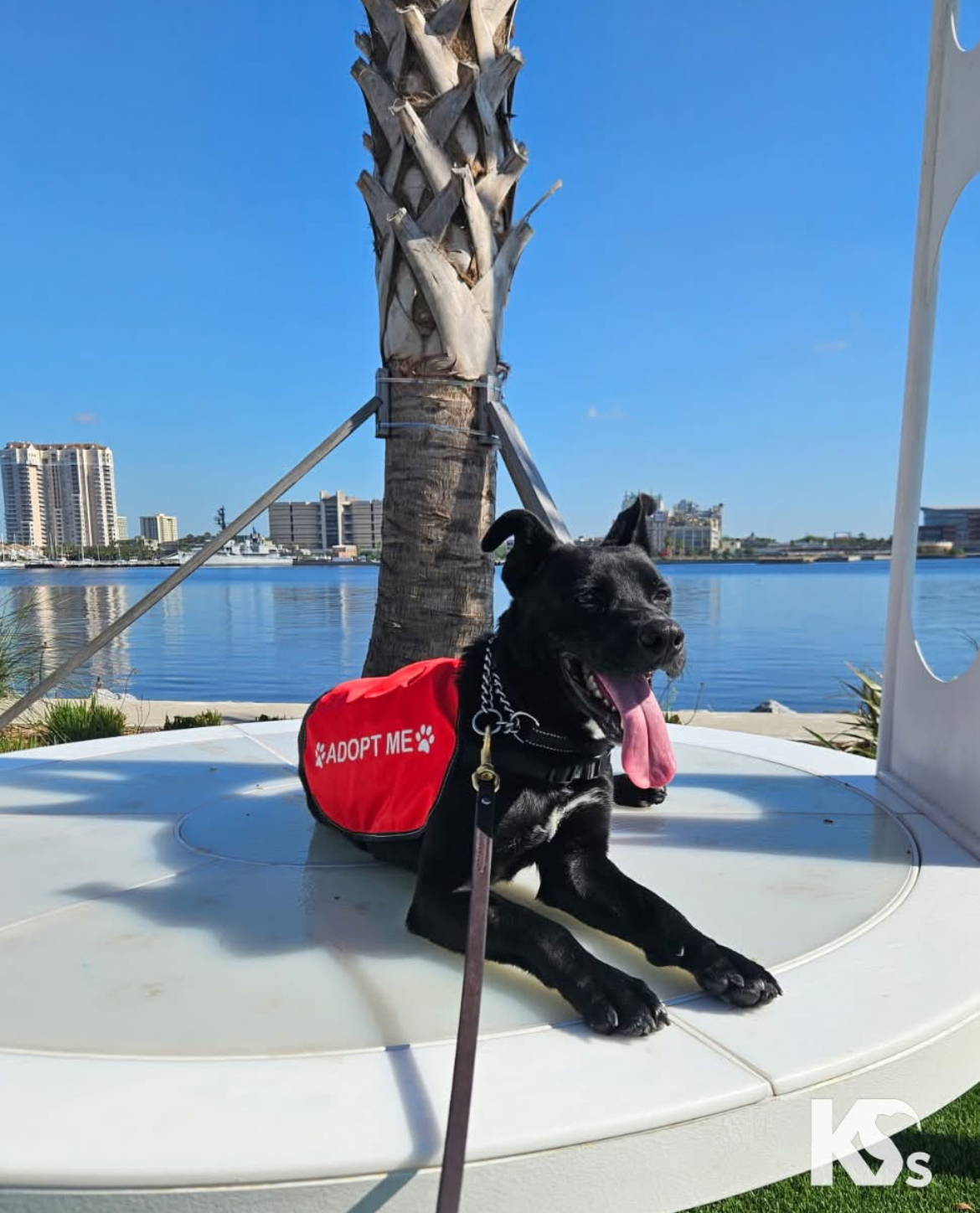 K9s For Warriors: Adoptions Wish List