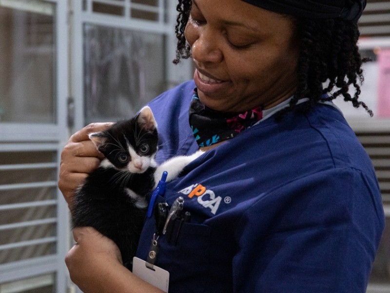 Kitten Nursery