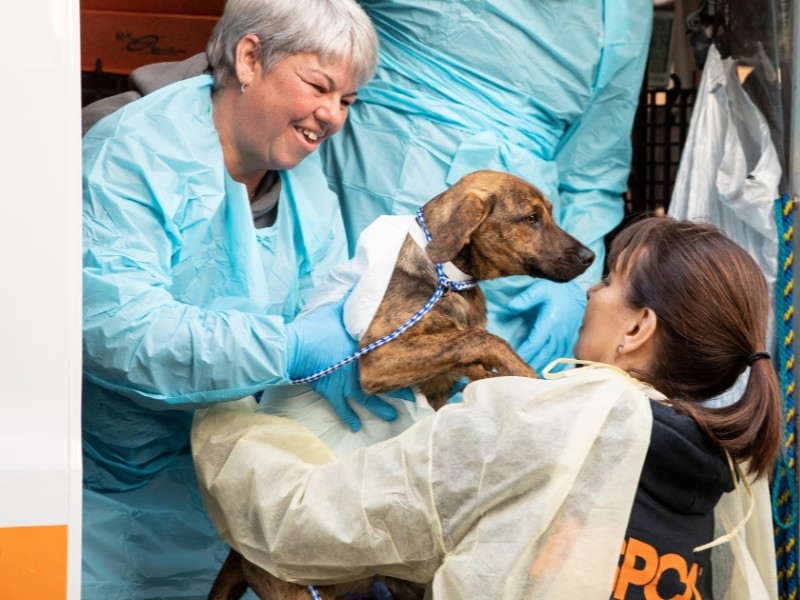 Animal Relocation