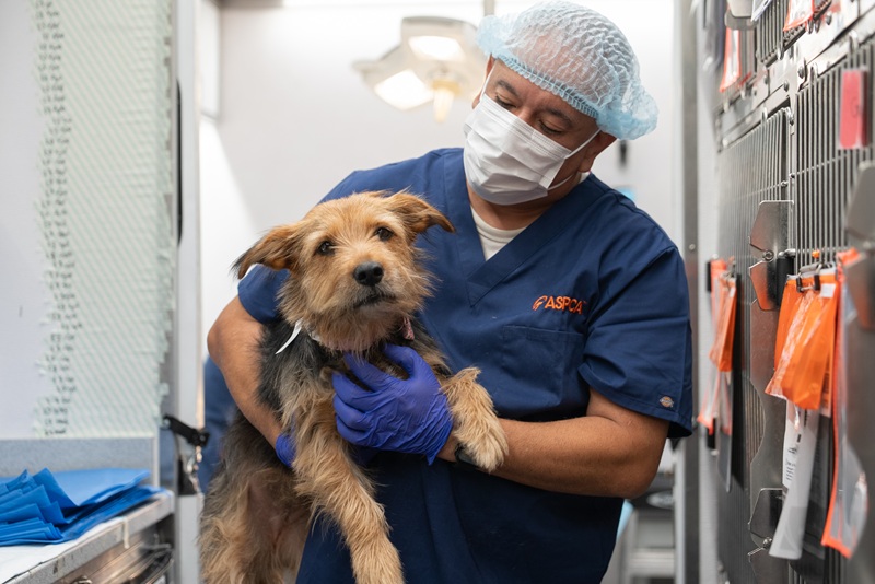 Los Angeles Mobile Spay/Neuter Clinic