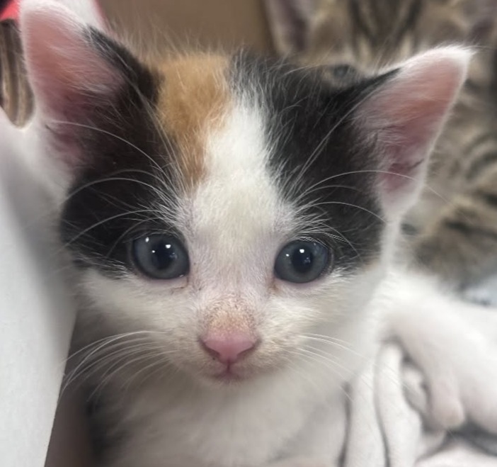 Kitten Season