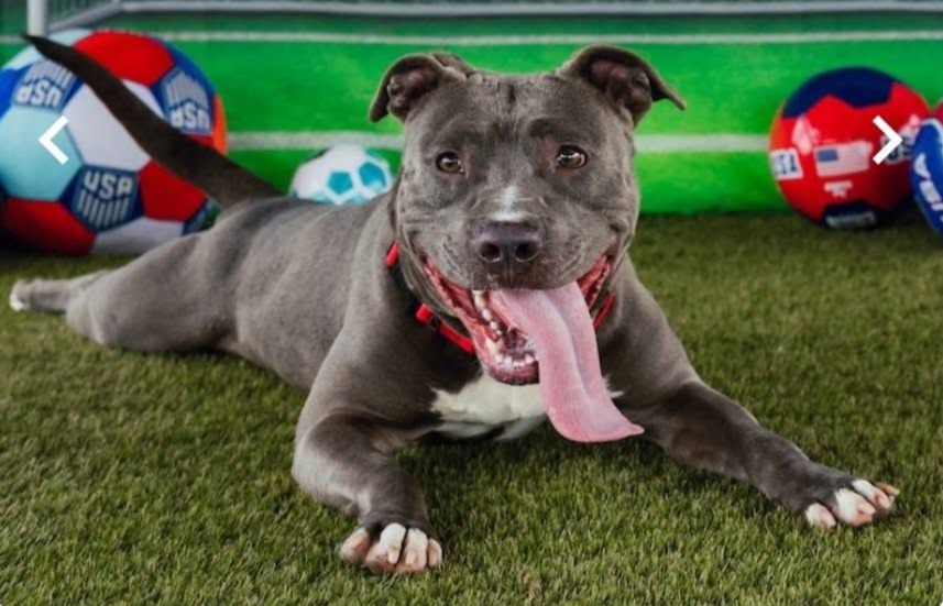 Enrichment for Dogs