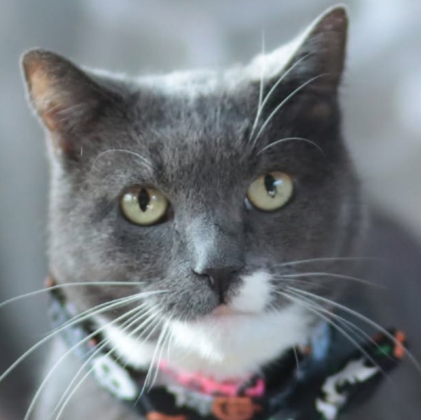 Enrichment for Cats