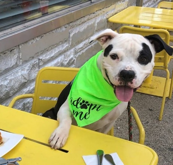 Foster Program